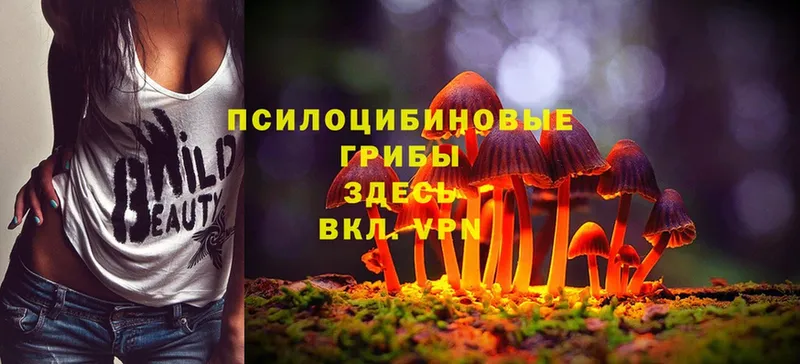 Псилоцибиновые грибы Psilocybe  Сыктывкар 